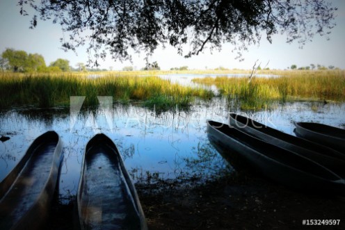 Picture of A pack of mokoros ready to sail across the waters of the Okavango Delta Botswana